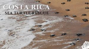 Costa Rica Sea Turtle