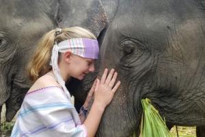 Thailand Elephants