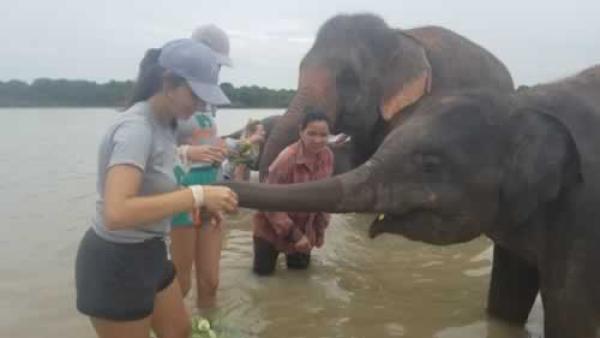 Work_Gallery_2-_Photo_2_Greeting_the_elephants