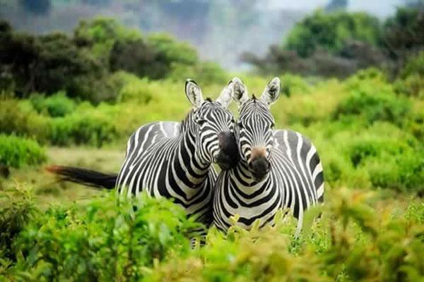 zebras-1883654_640