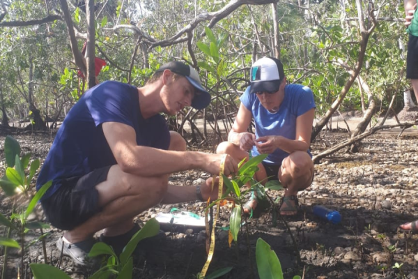 Mangroves 2