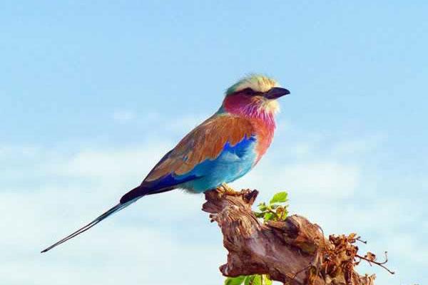 lilac-breasted-roller-818021_640