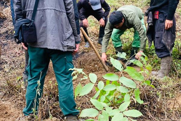 Tree-Plantation-with-Green-Bhutan-5