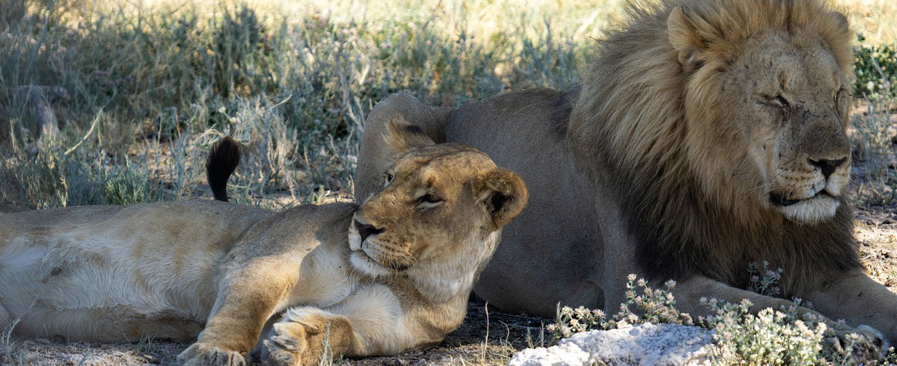 Zimbabwe Game Count - Special Program