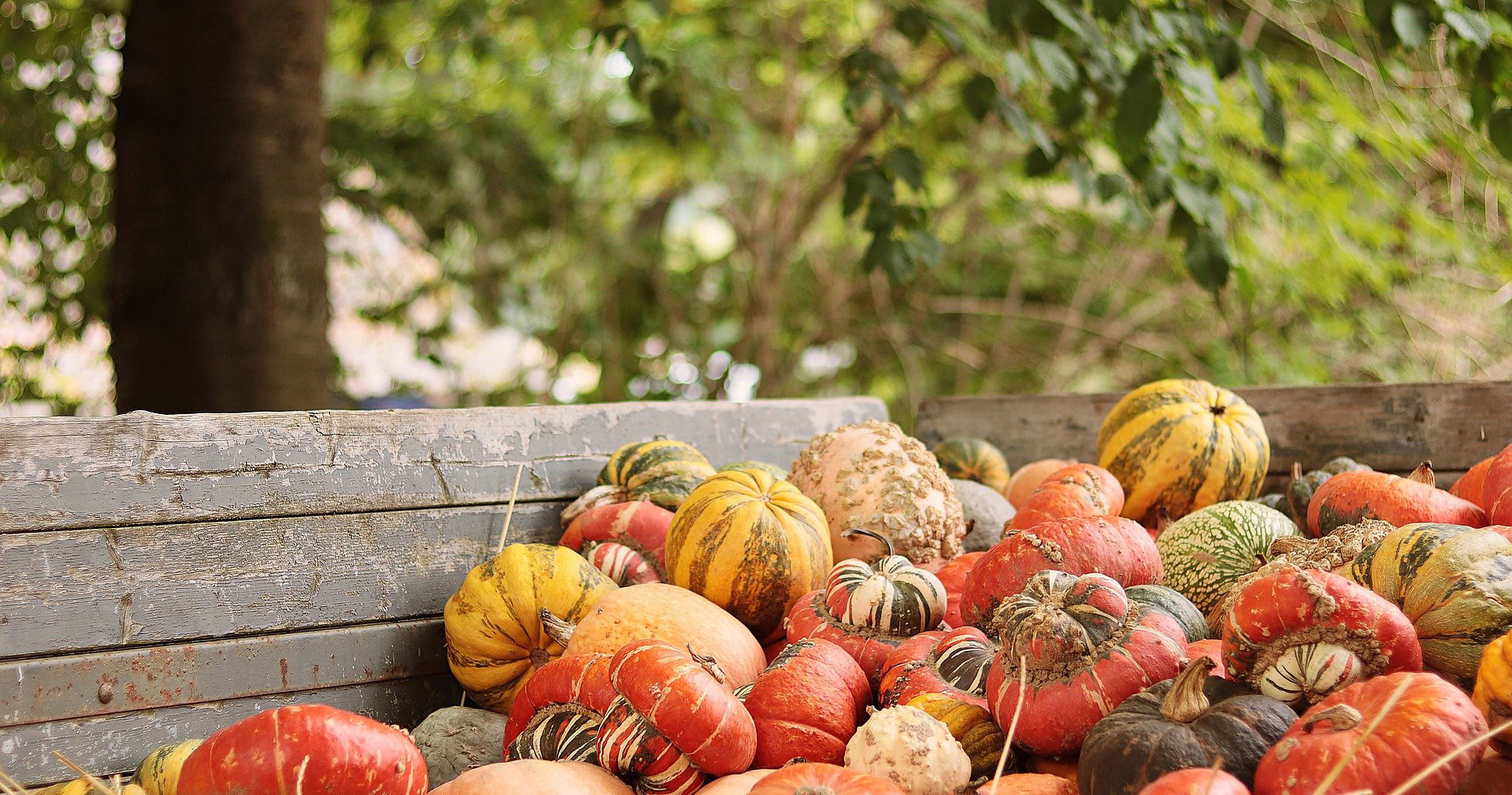 pumpkins 7545052 1920