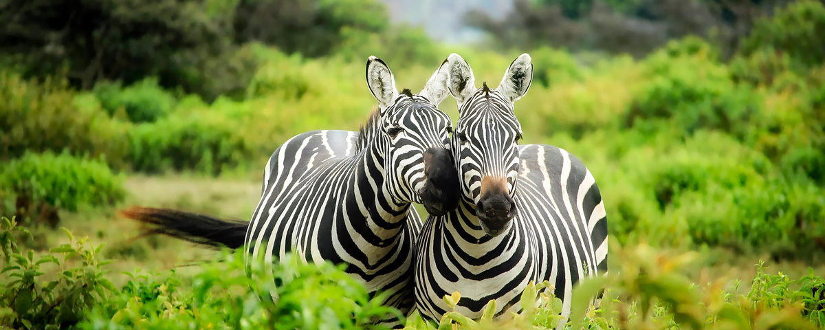 safari kenya