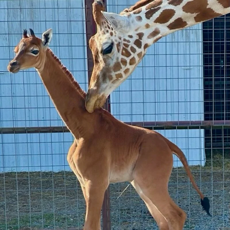 spotless giraffe brights zoo 800x800