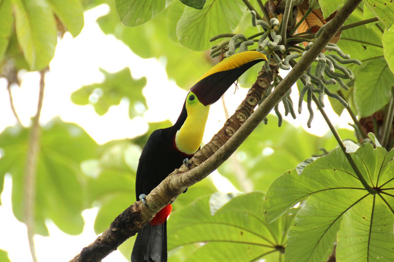 toucan 1972557 1280