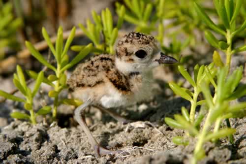 WIPL chick 1 week old M.Zdravkovic Audubon CBCP