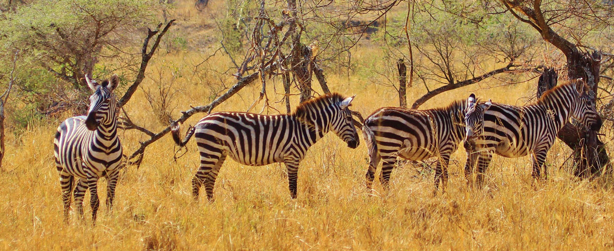 Treasuring Tanzania