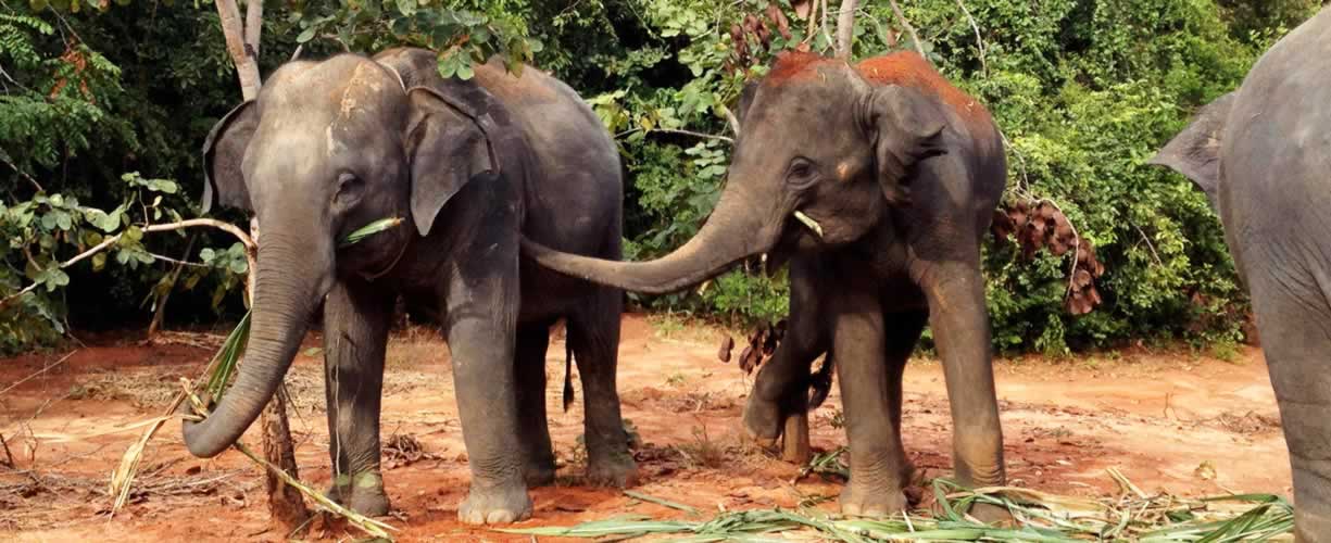 Sustaining Thailand's Treasures