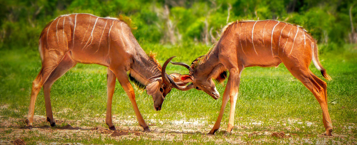Wonderful Zimbabwe