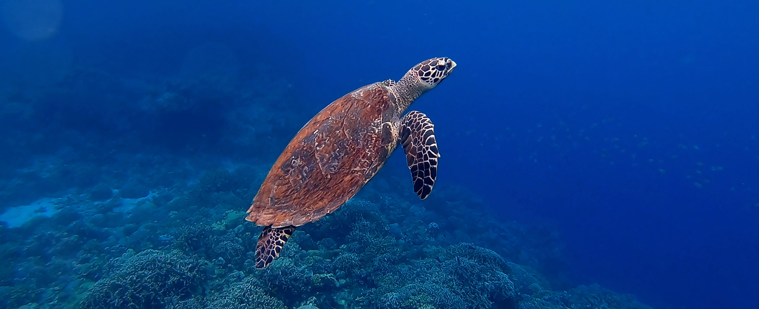 Costa Rica Sea Turtle Rescue