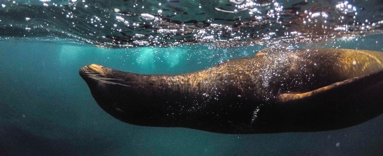 Galápagos Islands Conservation